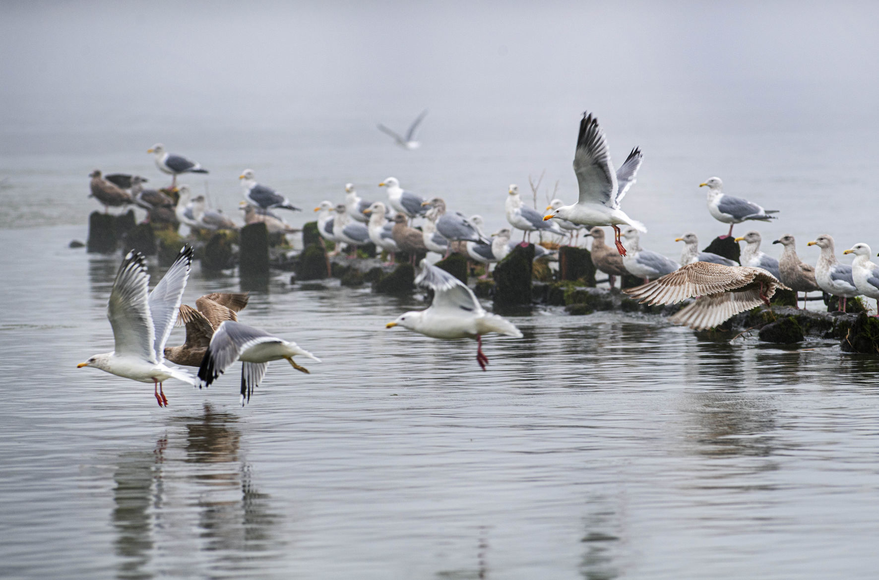 Taking flight